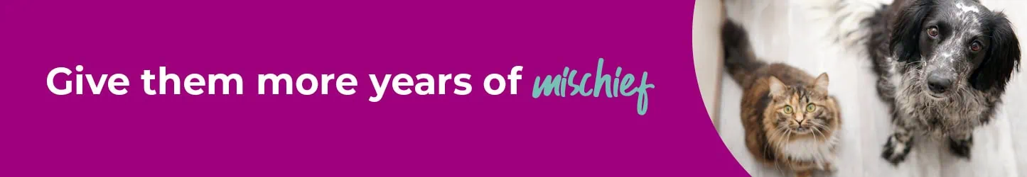 Senior Pets | Regular Health Checks | Maven Vets