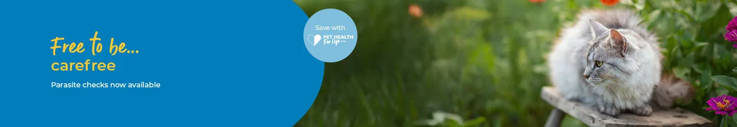 Flea and Worm Treatment in Surrey | Maven Vets