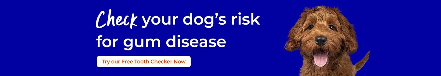 Pet Dental Care in Sutton | Cat, Dog & Rabbits | Maven Vets