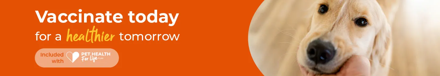 Dog Vaccinations in Sutton | Maven Veterinary Care